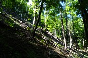 31 Dall'abetaia alla faggeta